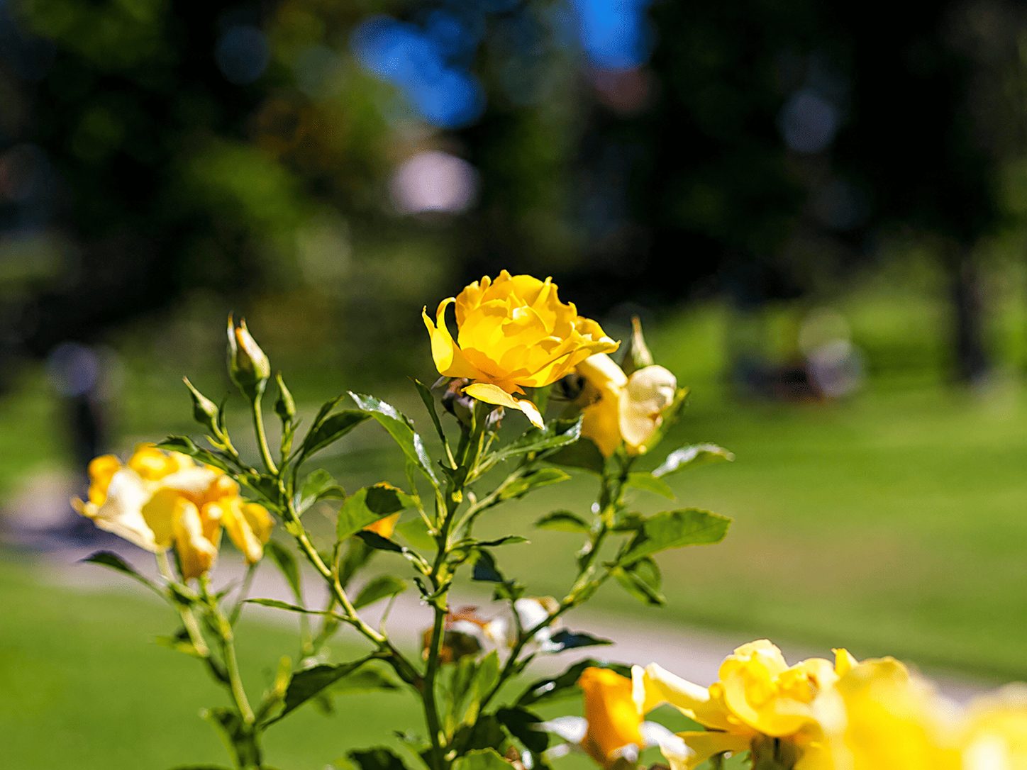 Country Meadows One